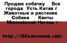 Продам собачку  - Все города, Усть-Катав г. Животные и растения » Собаки   . Ханты-Мансийский,Нягань г.